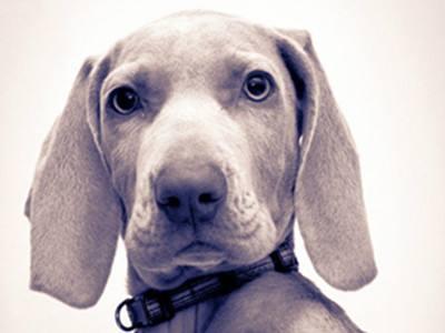 魏玛犬是烈性犬吗?应该怎么训练它