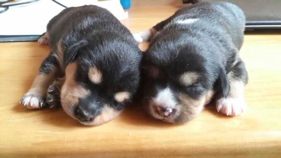 你知道台湾人最喜欢帮狗狗取什么名字吗