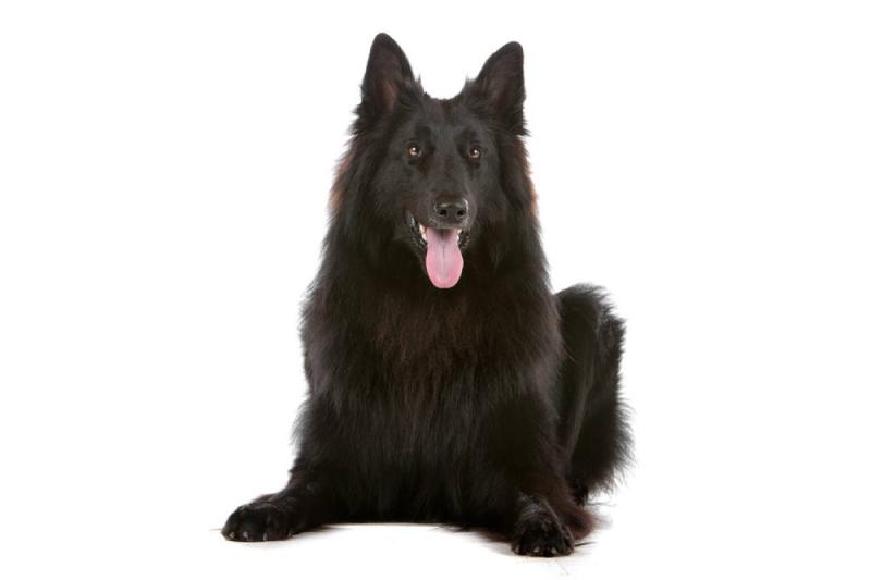 小型牧羊犬品种有哪些?该怎么训练它们