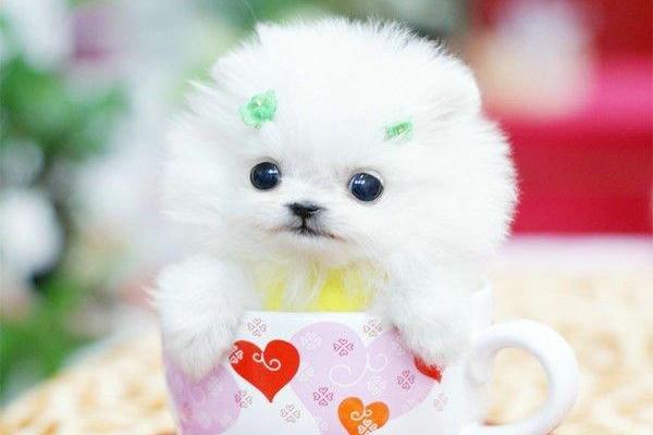 博美犬饿了有什么表现?这些表现都算是