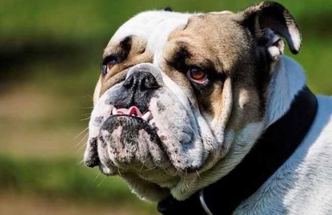 斗牛犬分几种?这几种是最为常见的