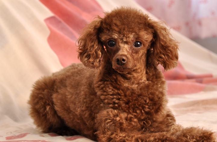 狗狗口臭该怎么办？找到原因才好治本