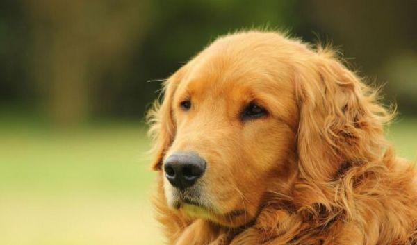 阿拉斯加犬和金毛哪个好?这么全面的一对比自然就清楚了