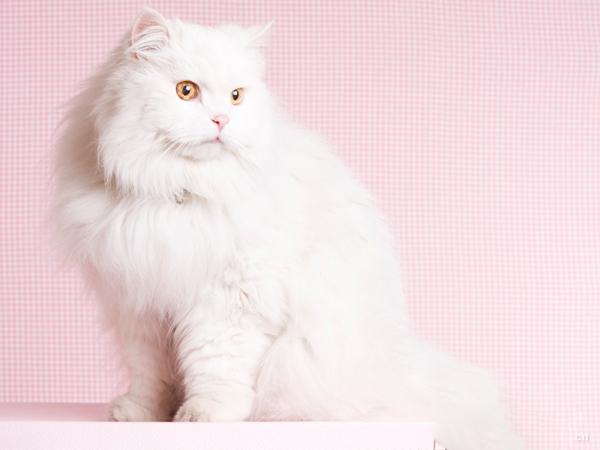 猫腹水是什么症状？这些是比较明显和常见的