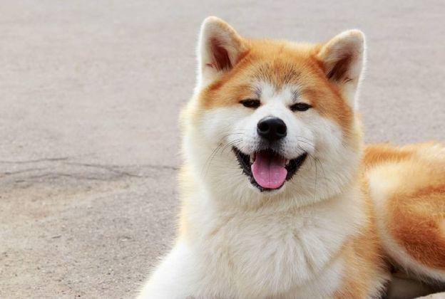 秋田犬厉害吗？别被它的外表蒙蔽了