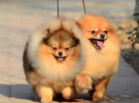 博美犬怀孕后注意事项,这几个方面尤其留意