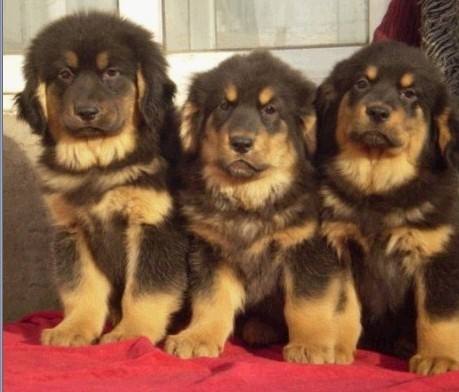 藏獒怎么养才不咬人，记住这五点温顺不咬人