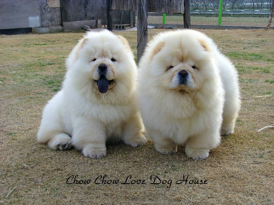 松狮吃什么狗粮好?这些你都知道么?