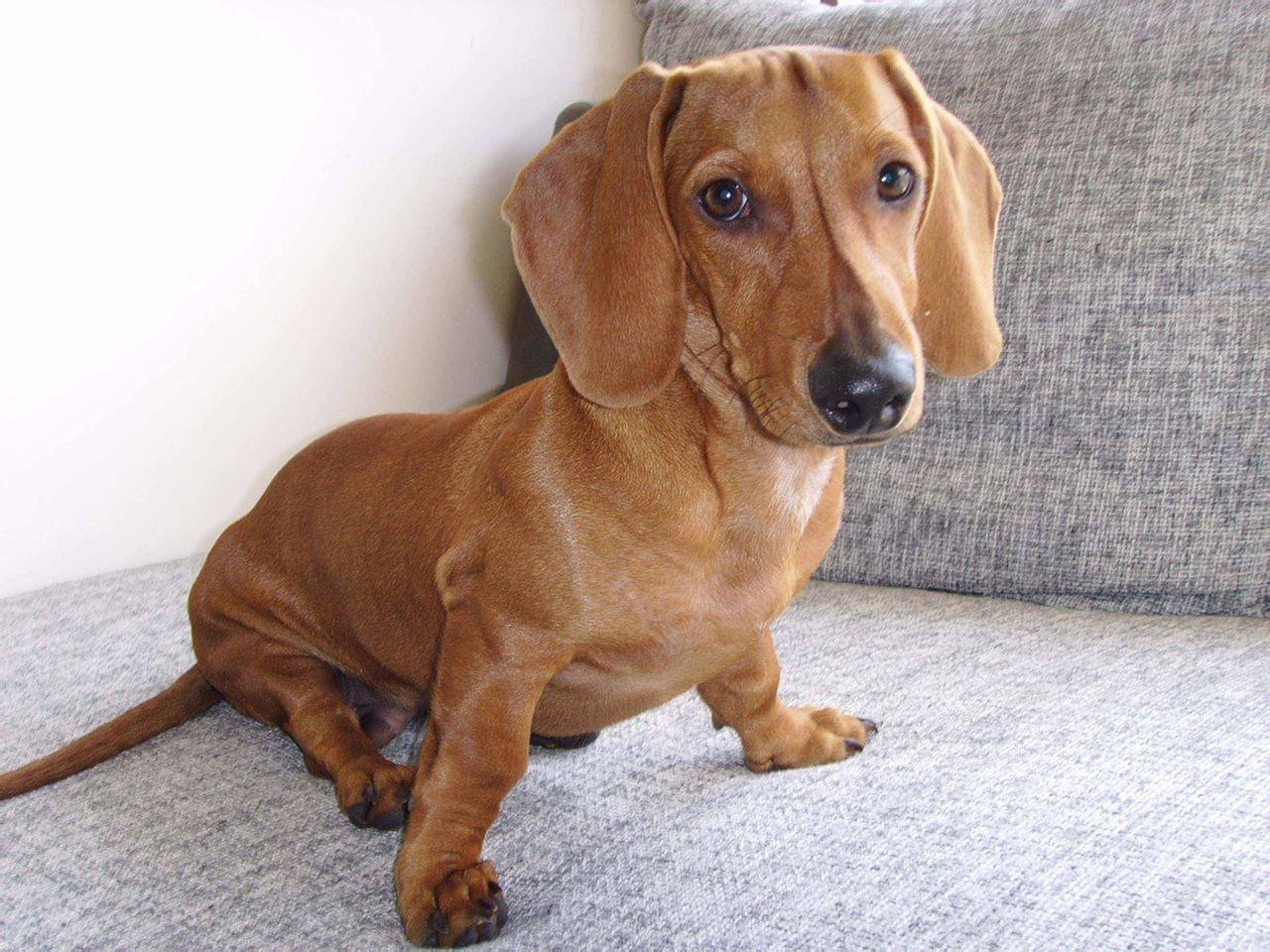 腊肠犬吃什么狗粮？解决一日三餐如此简单