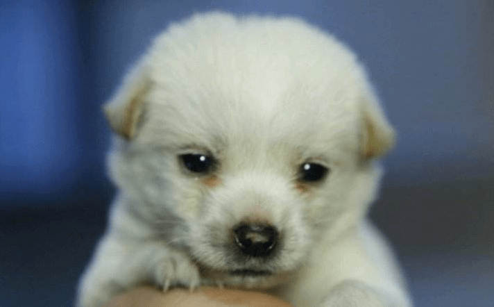 刚买的小狗一直叫? 找到原因根治不是问题