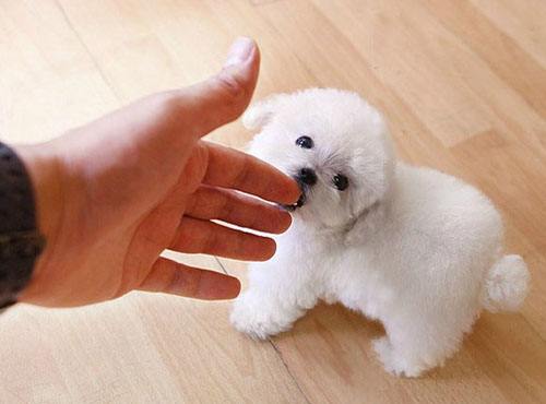 茶杯犬需要遛吗?是不是狗都要遛