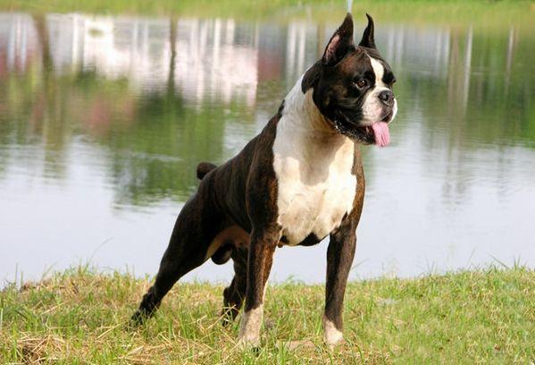 拳师犬的优缺点,养之前就该了解全面了