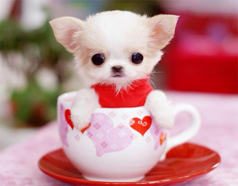 茶杯犬怎么训练?好方法就会事半功倍