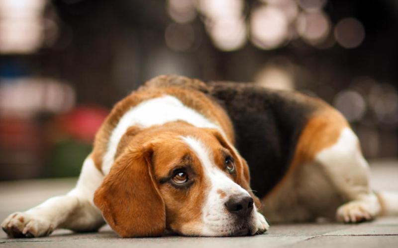 比格犬的训练?好方法都不是一蹴而就