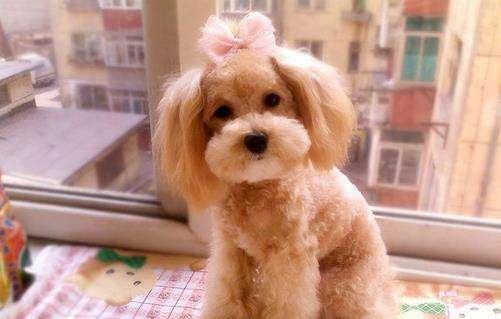 狗狗几个月开始训练？合适时间训练很重要