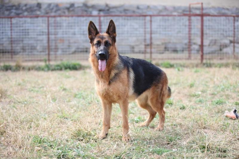 德国牧羊犬咬人吗?看完再下结论