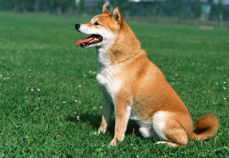 秋田犬怎么训练?来点有难度的