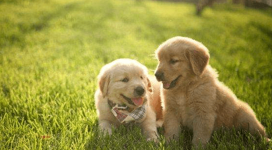 狗拉肚子吃什么药?狗拉肚子注意事项大全