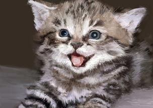 猫为什么喜欢蹭人?它是什么心理