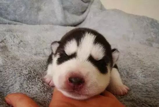 为什么哈士奇那么傻?实际上它们很聪明