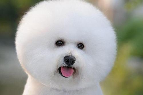 为什么比熊犬晚上叫？可能是这几个方面影响了