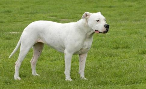 杜高犬吃什么长得壮？除了饮食还有这些