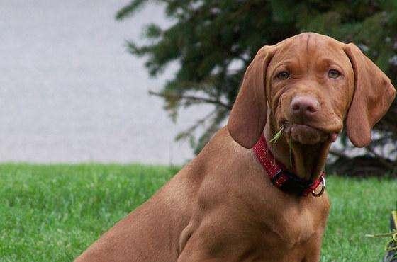 狗狗得支气管炎怎么治疗？注意好这几个方面