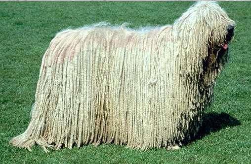 最大的狗是什么品种?犬种巨兽“蒙多犬”