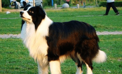 牧羊犬吃什么毛色好?一般来说吃这些