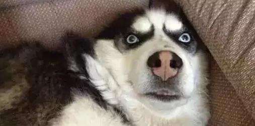 哈士奇不会狗叫?小哈不会叫的真正原因