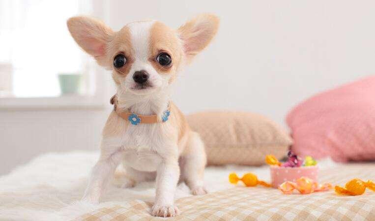 博美犬和吉娃娃那个好?不做比较又怎么知道