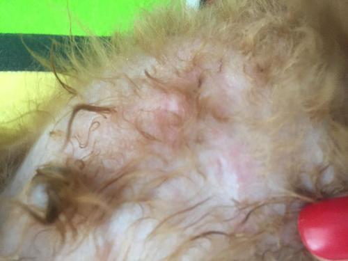 狗身上长癣怎么办？该用药时定要给药