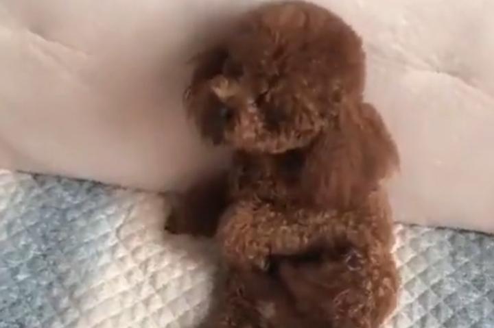 贵宾犬不喝水怎么办?这些办法你用的上