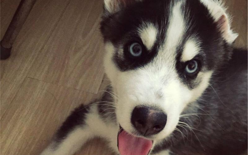 二哈和哈士奇一样吗？二也是有原因的