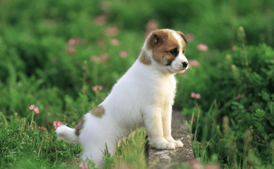 怎样让狗狗在指定地方大小便,勤加训练