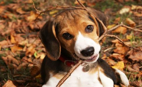 比格犬训练方法,简单快速又有效的看这里