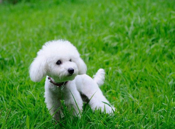 贵宾犬尿频是怀孕吗?不排除这些可能