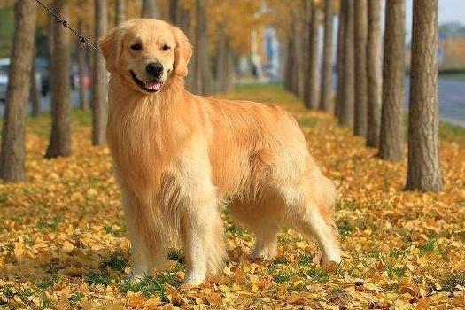 金毛寻回犬掉毛程度，这些说法并不夸张