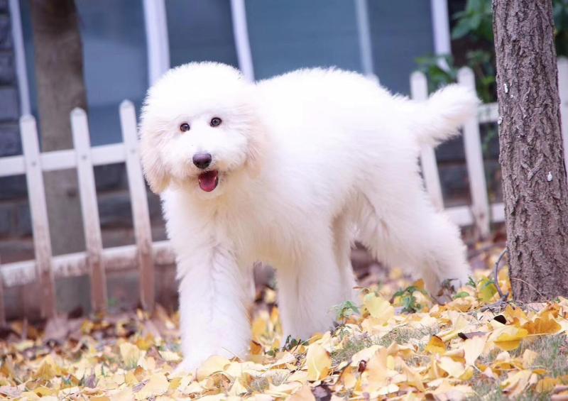 黄金贵宾犬和巨贵一样吗?看看有哪些相似点