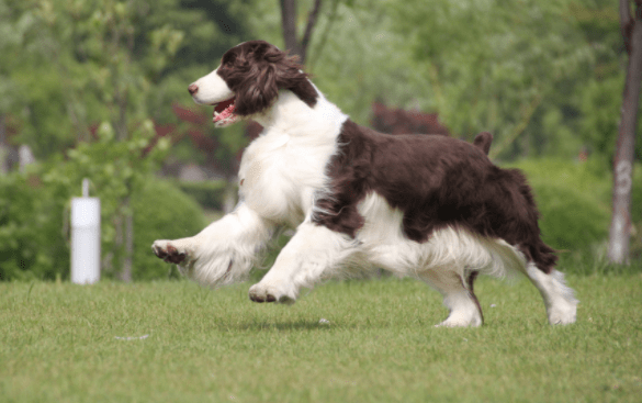 边境牧羊犬和史宾格哪个好?理性且全面的来对比一下