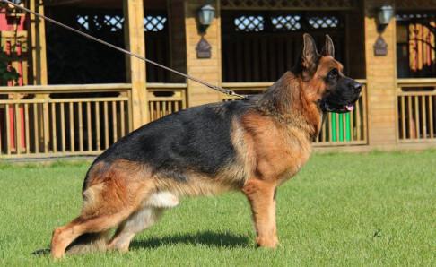 昆明犬的缺点,再好的狗狗也会有不足之处