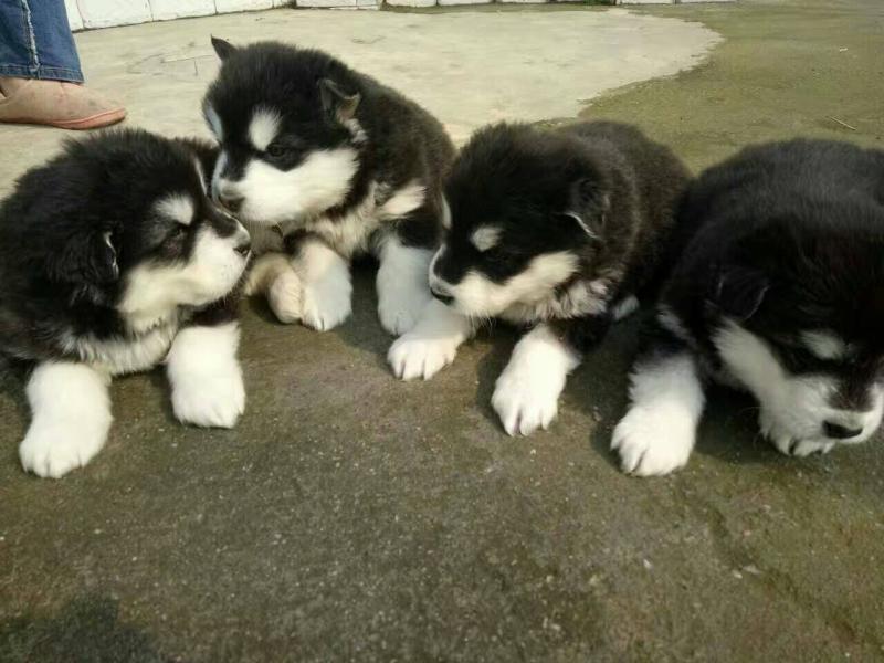 阿拉斯加犬怎么样,你的判断最精准