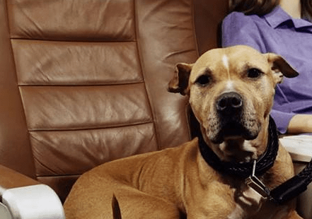 火车上能带宠物吗,出门怎么携带宠物?