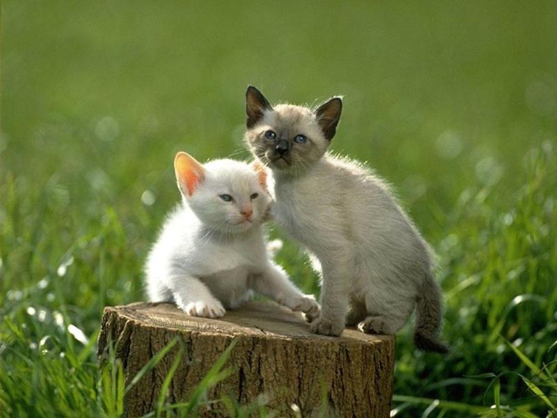 得狂犬病的几率,别存在侥幸心理