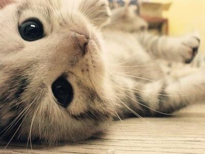 猫咪离家出走前的征兆,看完有点心疼