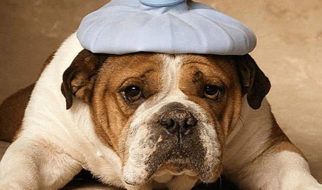 狗鼻子干怎么办,这些妙招交给你