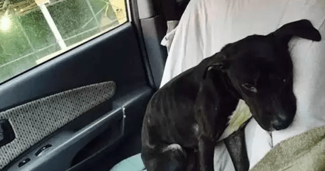 不想养狗了怎么处理,这些办法帮你减轻负担