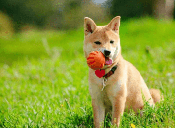 铲屎官什么意思?顾名思义,意如其名