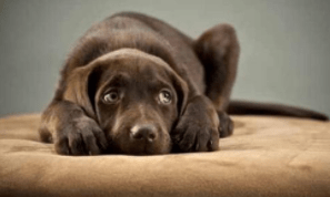 狗狗得抑郁症了怎么办？找到最根本的原因