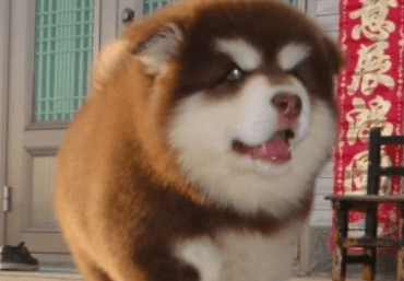阿拉斯加犬喂养指南,不挑食的狗容易养